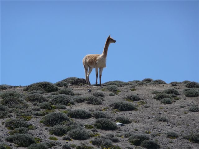 Vicuna, Ecuador