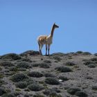 Vicuna, Ecuador