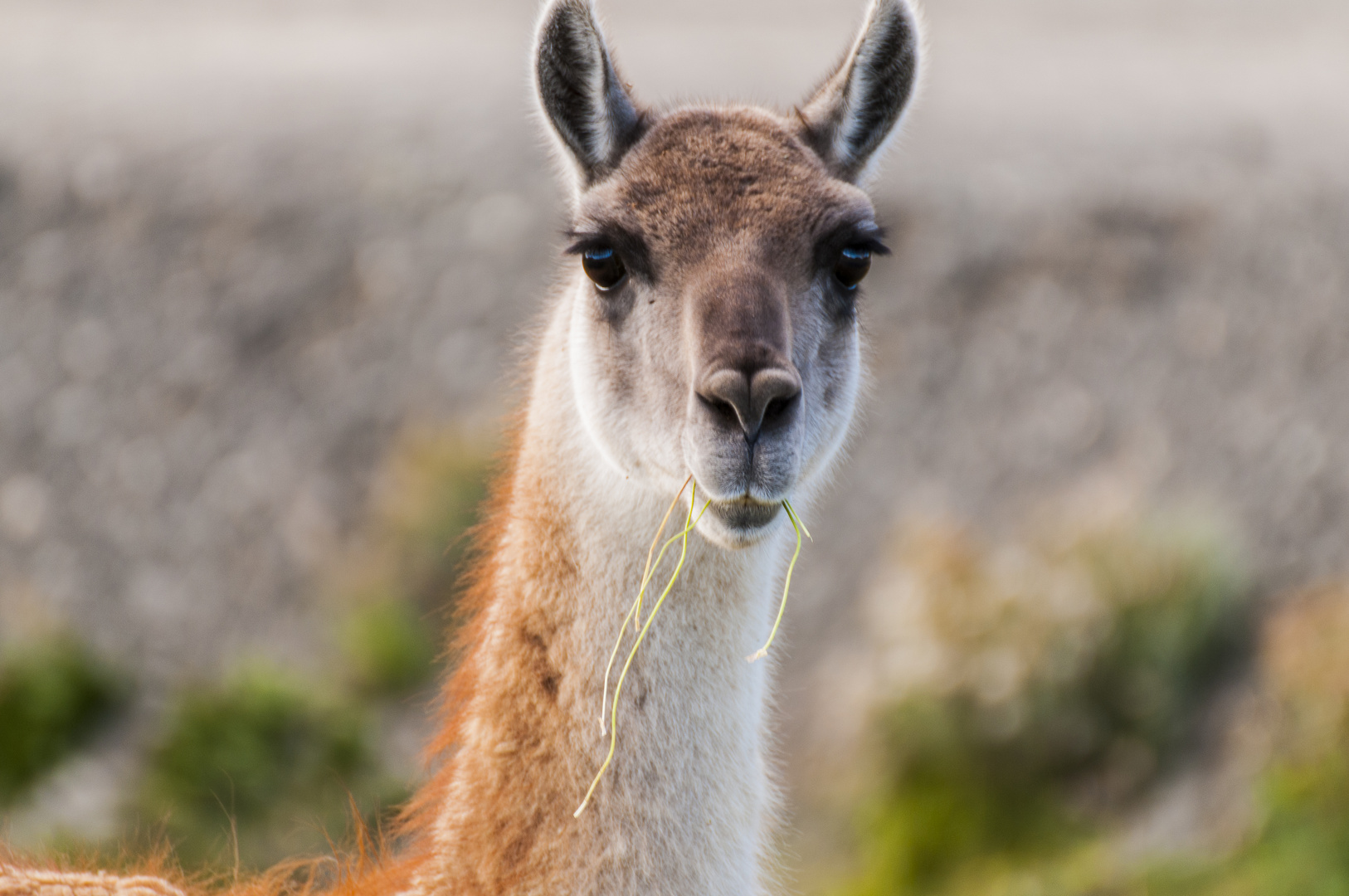 Vicuna im Torres del Paine NP - Chile