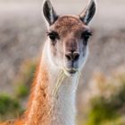 Vicuna im Torres del Paine NP - Chile