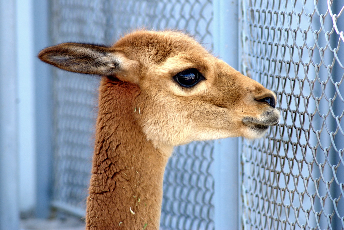 Vicuna Peruana