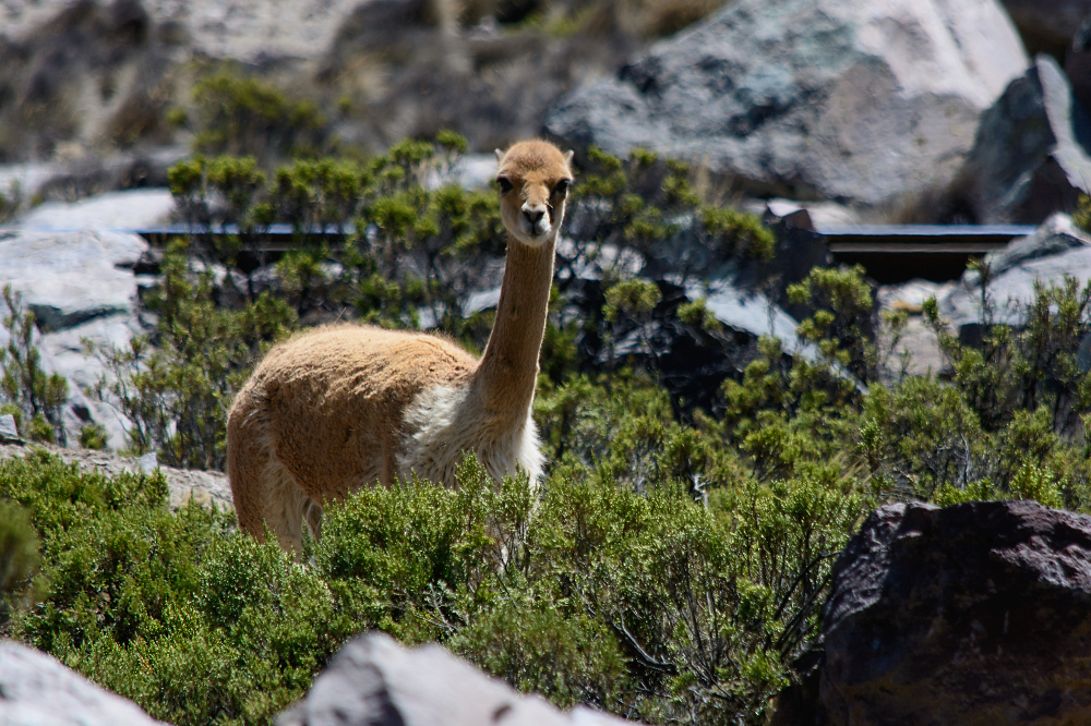 Vicuna vor Gleisen