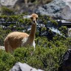 Vicuna vor Gleisen