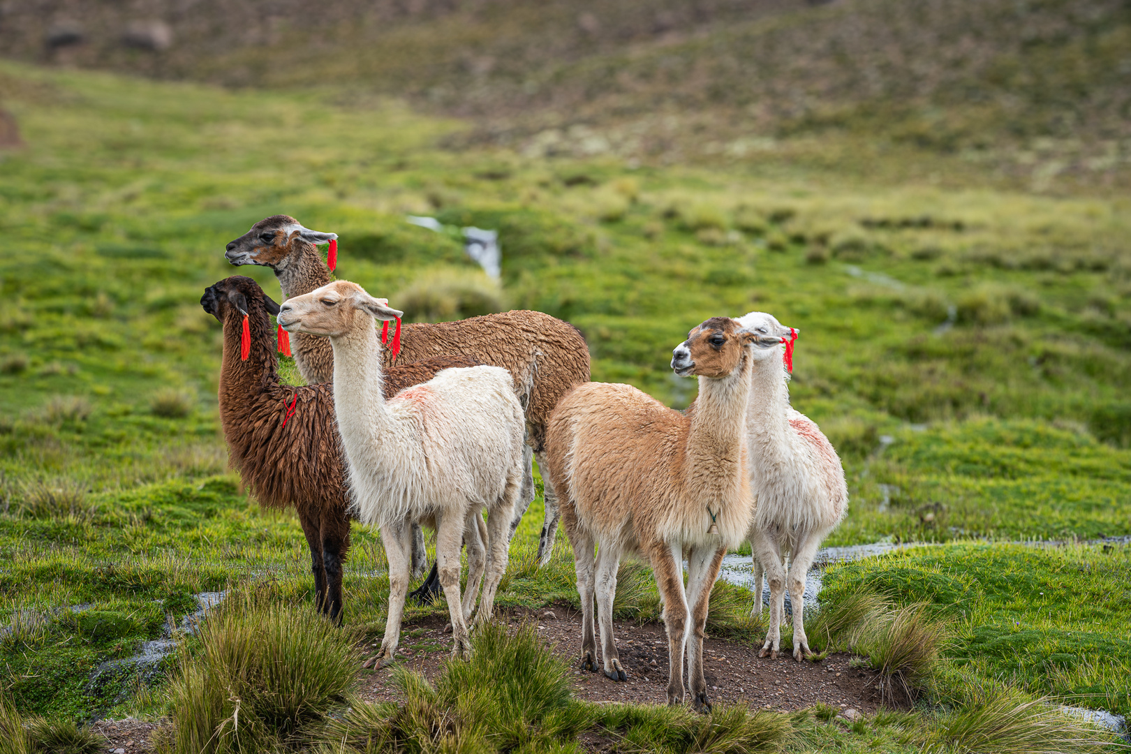 Vicunas