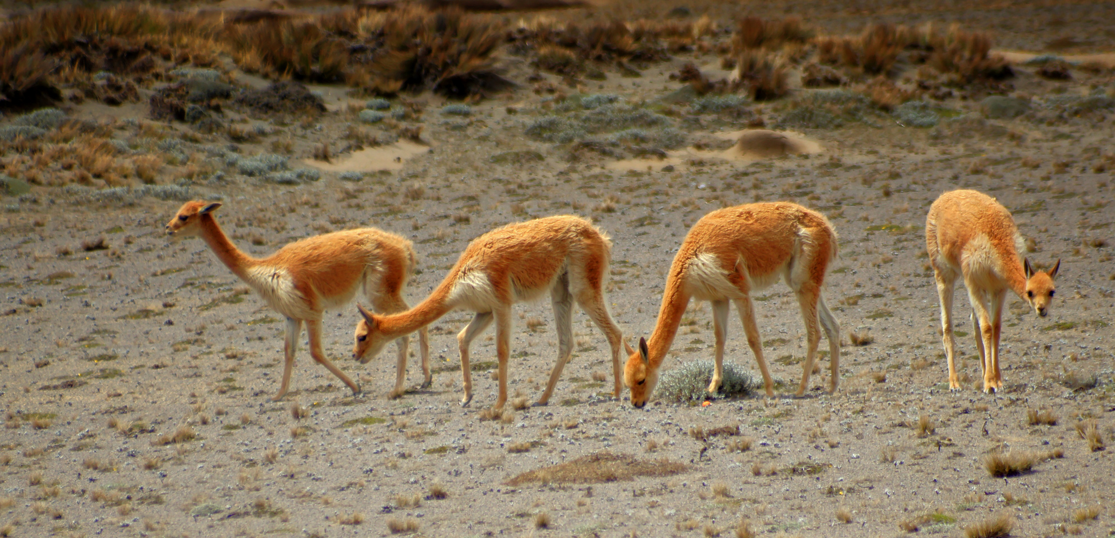 Vicunas am Chimborazo