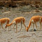 Vicunas am Chimborazo