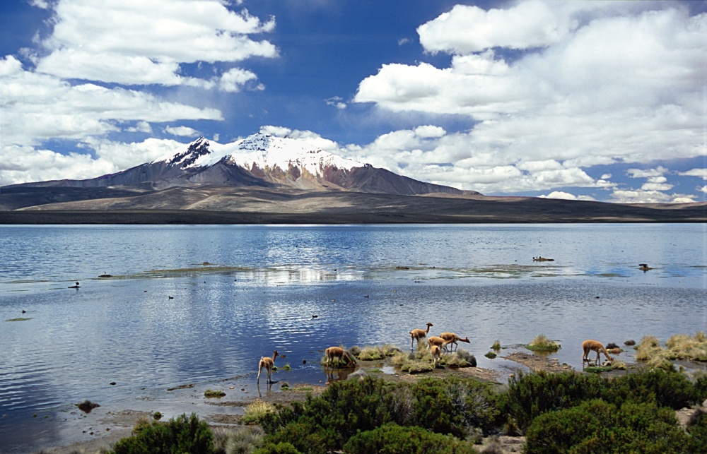 Vicunas am Lago Chungara