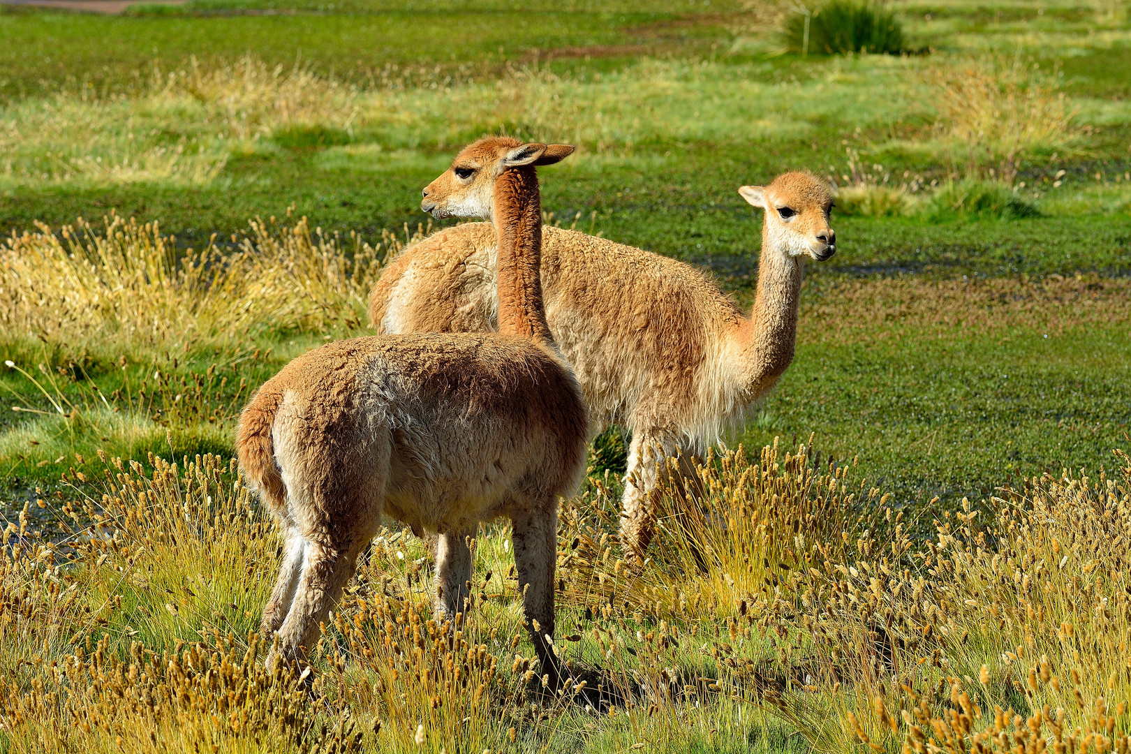 Vicunas am Straßenrand