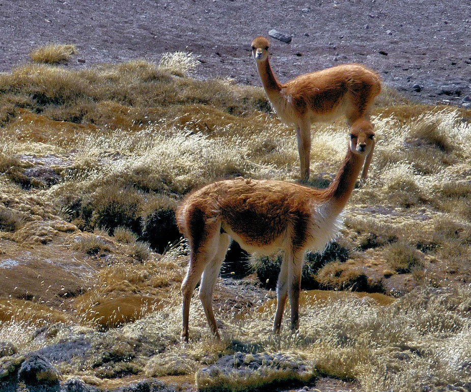 VICUNAS