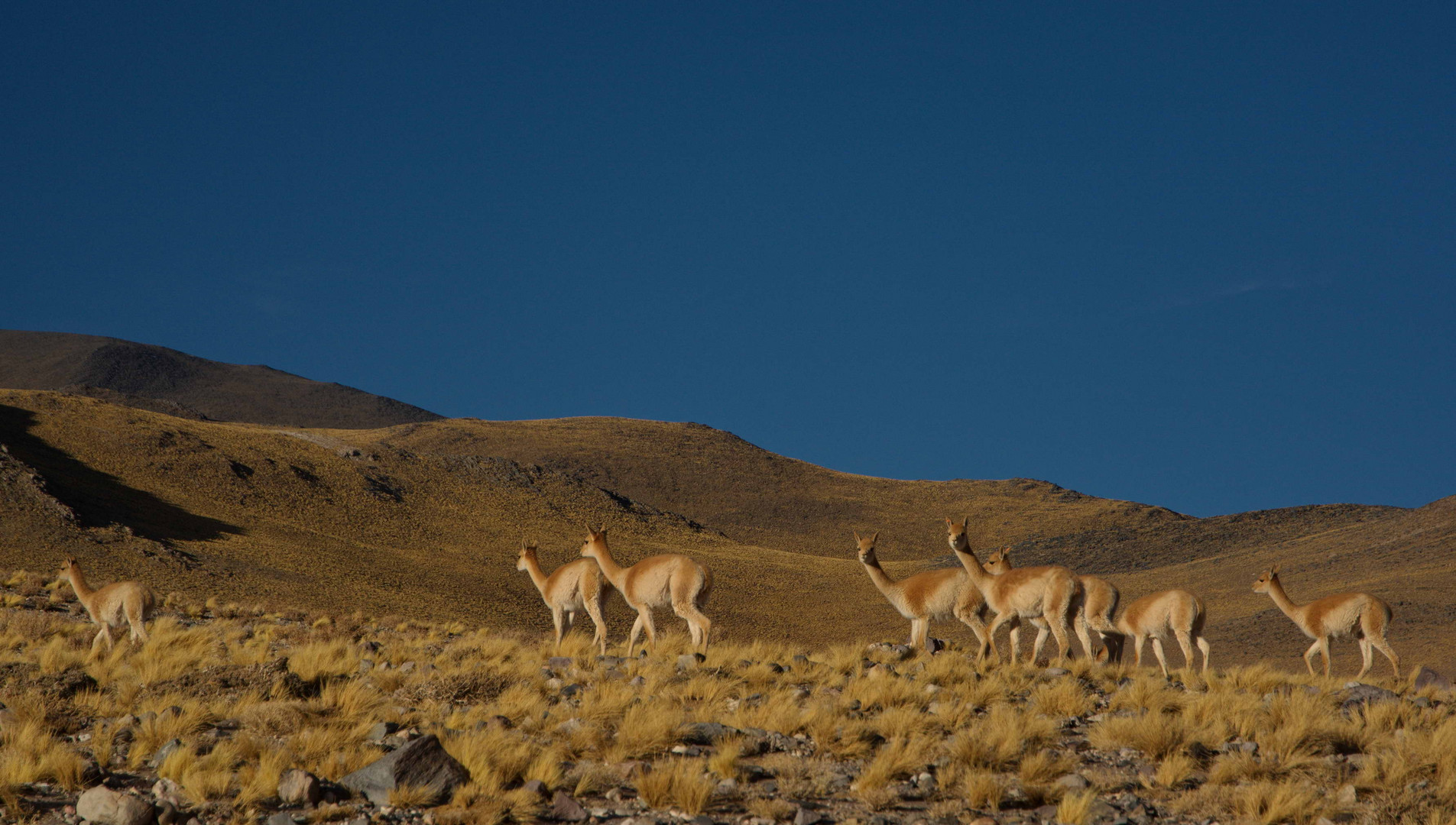 Vicunas im argentinischen Hochland