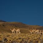 Vicunas im argentinischen Hochland