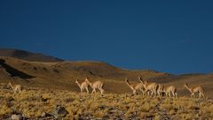 Vicunas im argentinischen Hochland