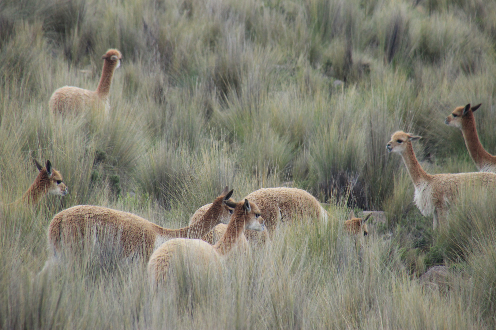 Vicunas in der Pampa Galeras