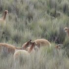 Vicunas in der Pampa Galeras