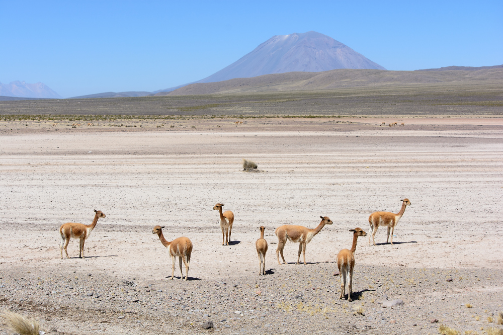 Vicunas mit Vulkan