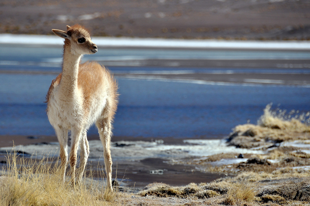 Vicunja auf dem Altiplano