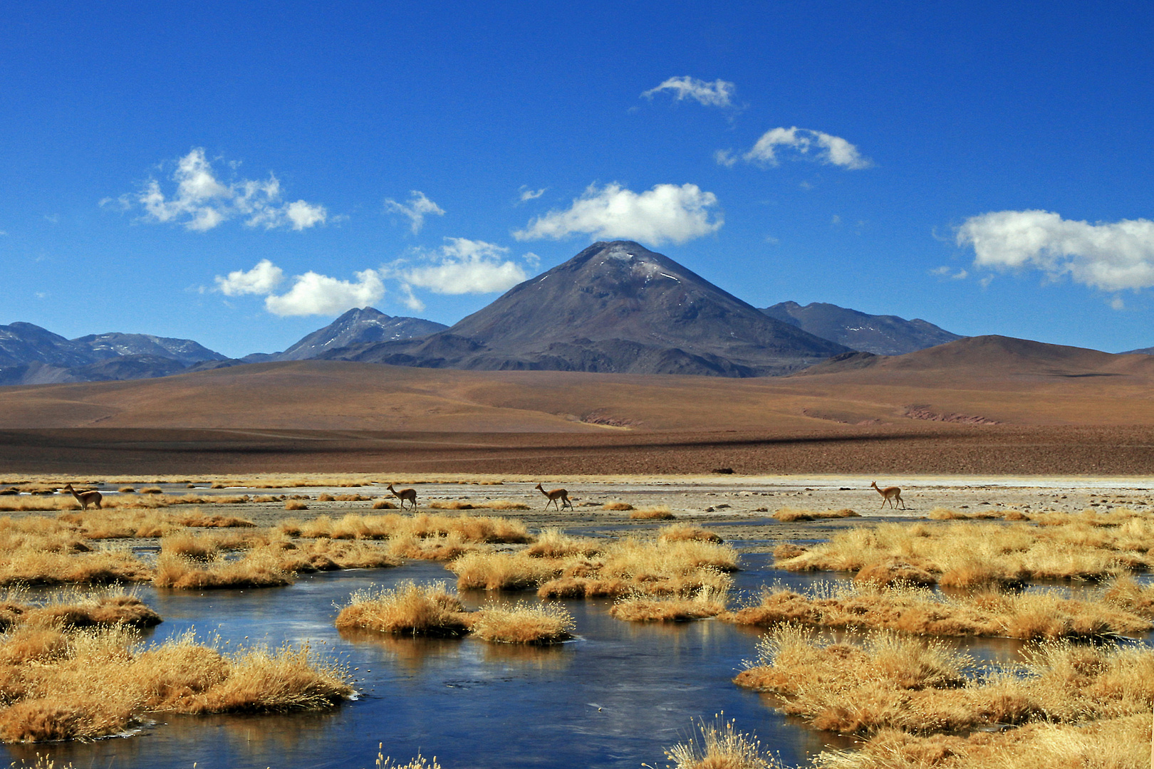 Vicunjas am Salar de Surire, Altiplano, Chile