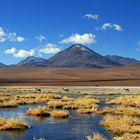 Vicunjas am Salar de Surire, Altiplano, Chile