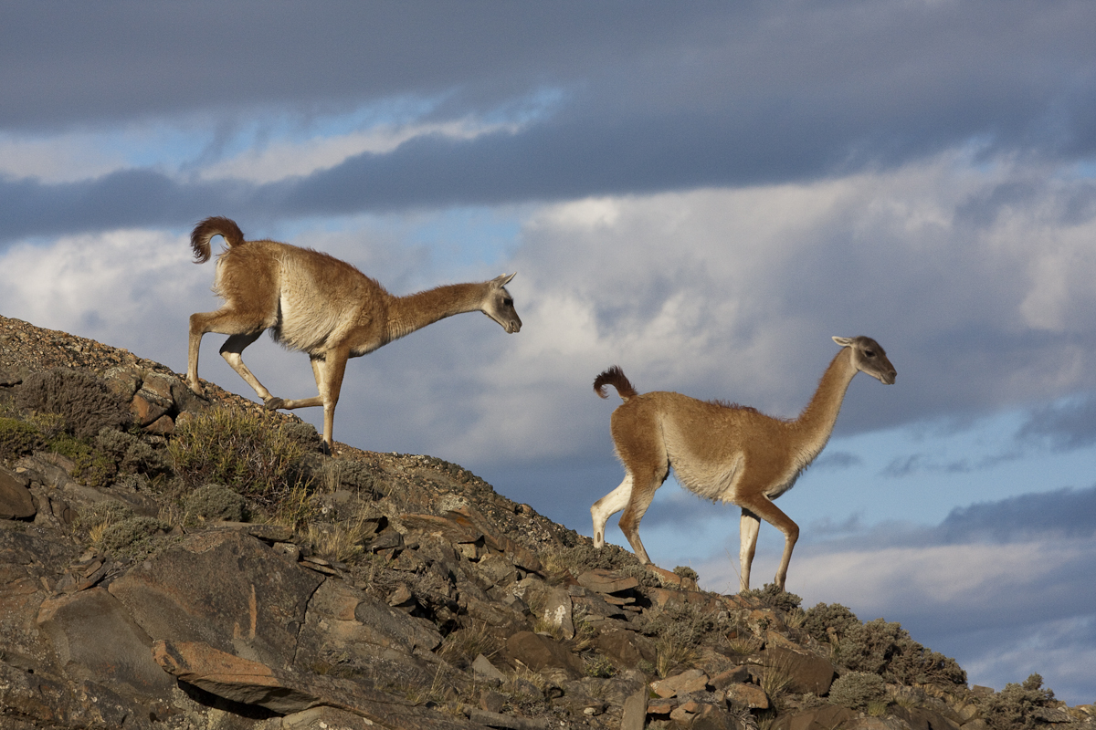 Vicunyas, Patagonien, Chile