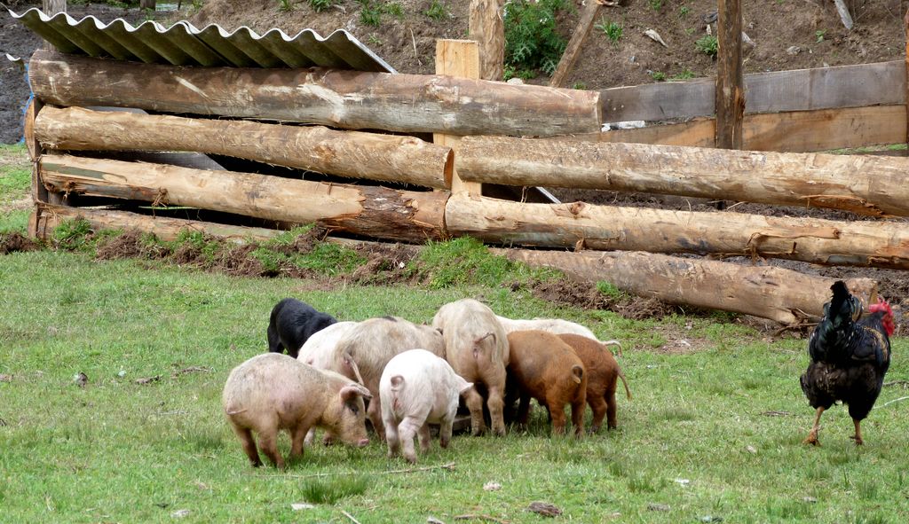 Vida en la granja.