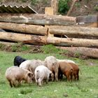 Vida en la granja.