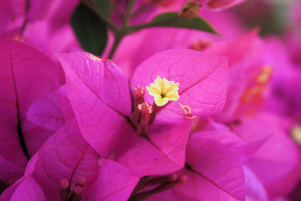 Vida en violeta