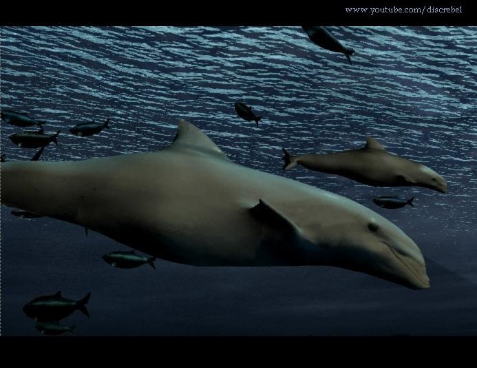 Video Frame - Delfines