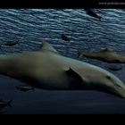 Video Frame - Delfines