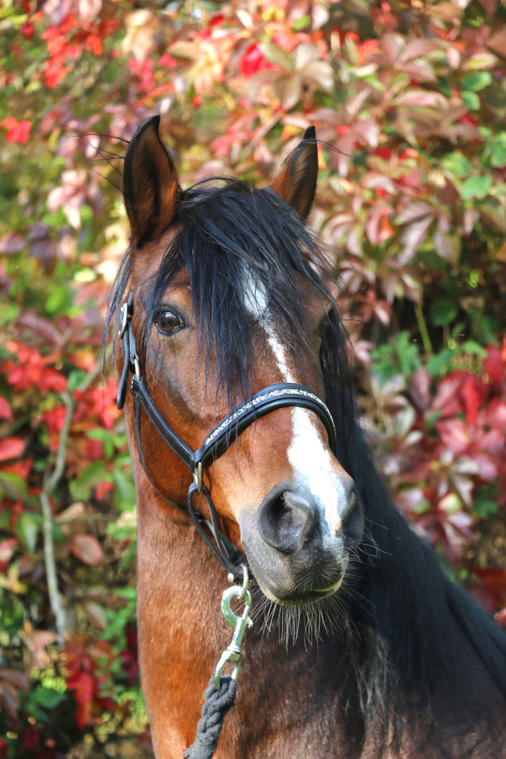 Vido im Herbst