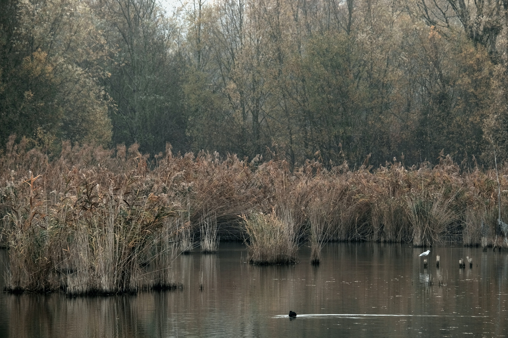 vie sauvage  en automne