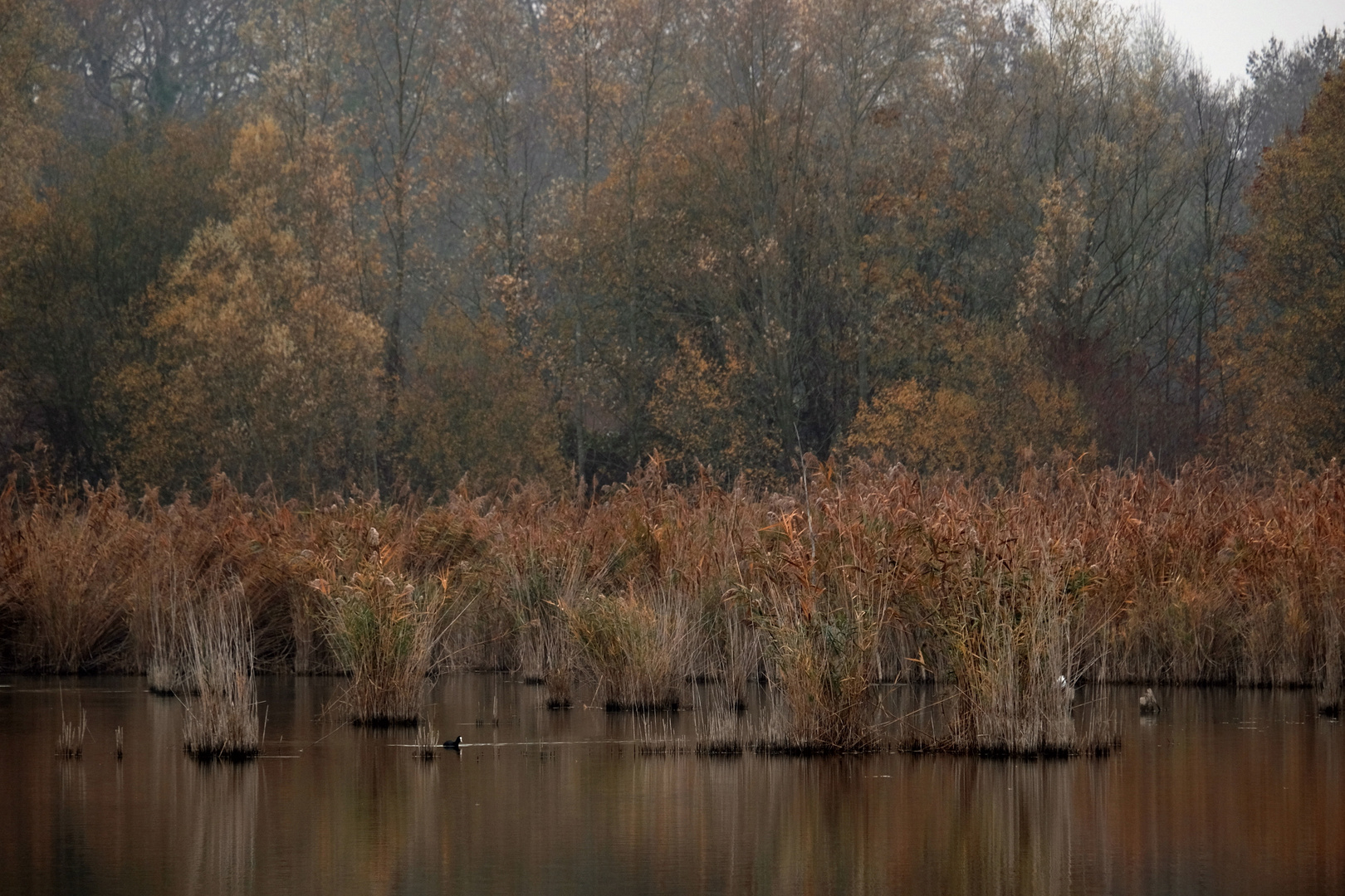 vie sauvage  en automne