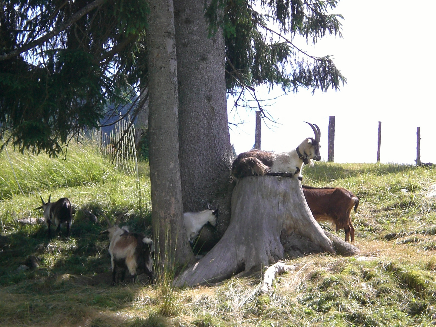 "Viecher" in den bayerischen Bergen