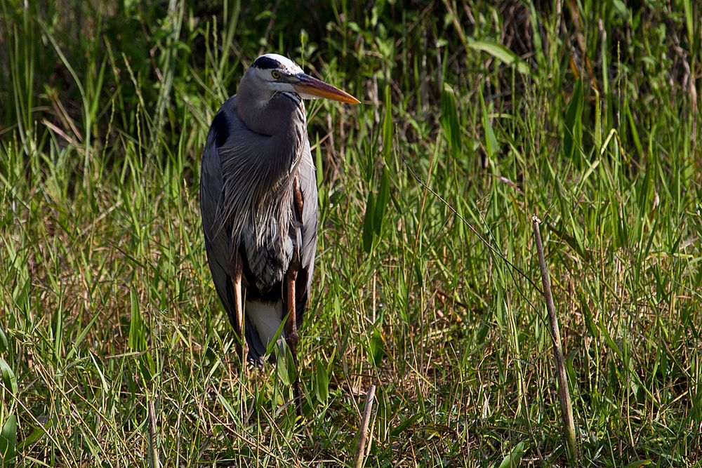 Viecher in Florida #3