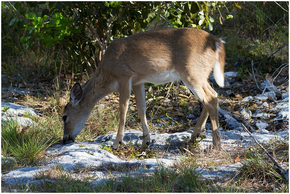 Viecher in Florida #5