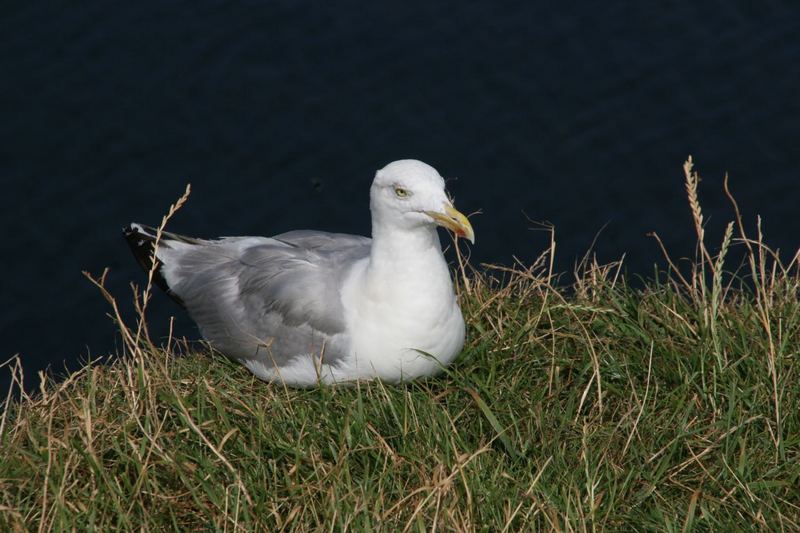 Viecherei auf Helgoland