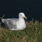 Viecherei auf Helgoland