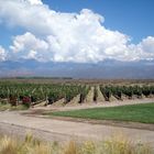 Viñedos de altura, Valle de Uco, Mendoza, Argentina