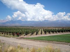 Viñedos de altura, Valle de Uco, Mendoza, Argentina