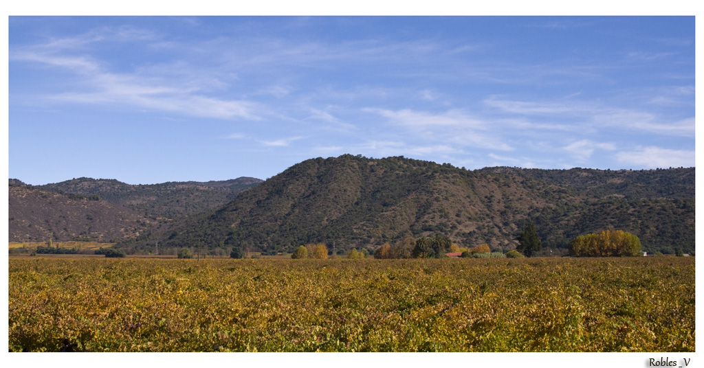 Viñedos de Curico