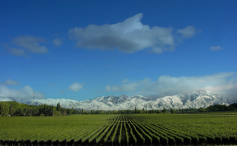 Viñedos de Mendoza