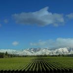 Viñedos de Mendoza