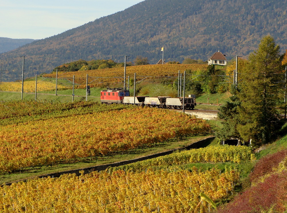 Viñedos de Neuchâtel y adios hasta 05. noviembre