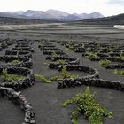 Viñedos en Lanzarote