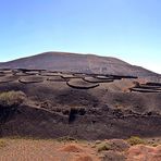 Viñedos en Lanzarote