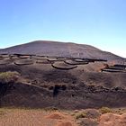 Viñedos en Lanzarote