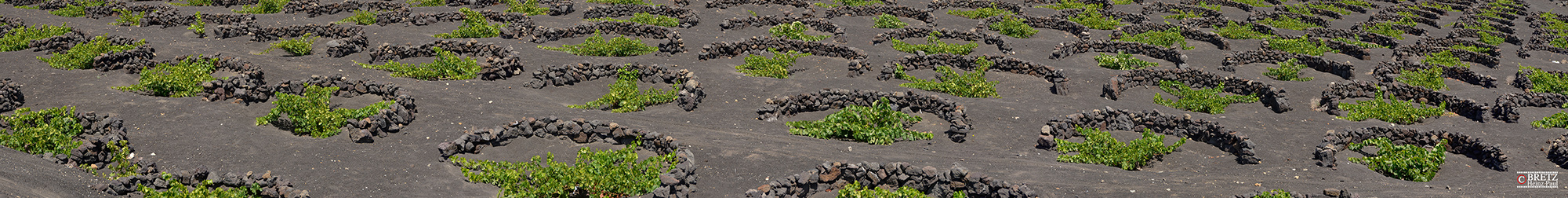 Viñedos en Lanzarote _ Weinanbau auf Lanzarote