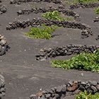 Viñedos en Lanzarote _ Weinanbau auf Lanzarote