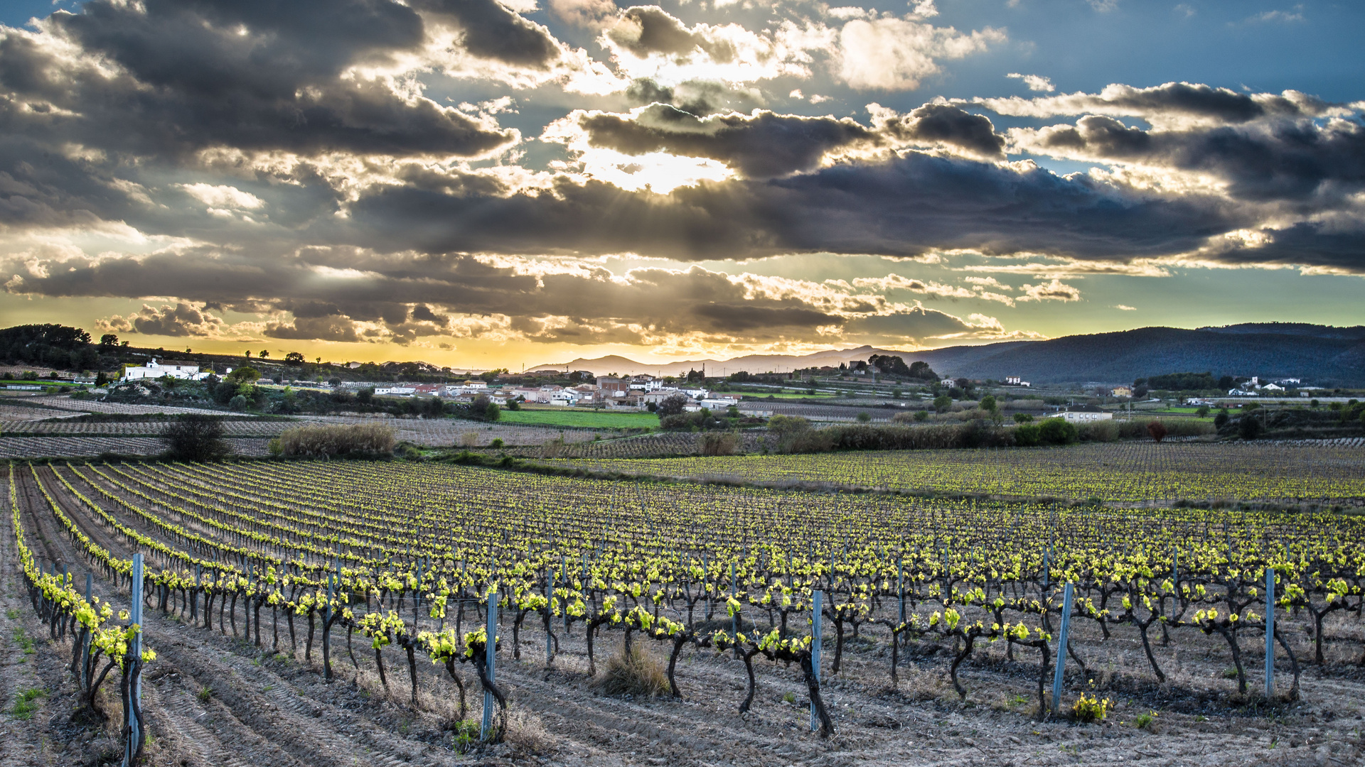 Viñedos en primavera