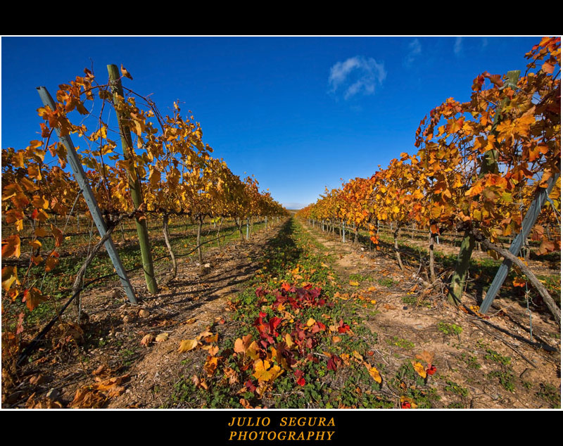 Viñedos : Garnacha