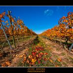 Viñedos : Garnacha